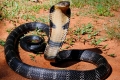 Kobra królewska jest największym jadowitym wężem