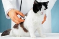 Koronawirus u kotów: objawy i leczenie