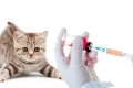 Koronawirus u kotów: objawy i leczenie zakażenia koronawirusem