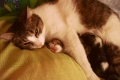 Zakażenie koronawirusem u kotów: przyczyny, objawy i leczenie