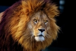 10 Faktów, dlaczego lew nie jest tak szlachetnym drapieżnikiem, jak mówią