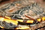 16 Najpopularniejszych rodzajów udomowionych żółwi