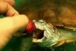 7 Niezbędnych składników do karmienia żółwia czerwonolicy