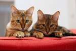 9 Popularnych ras kotów cętkowanych: cechy wyglądu i zachowania