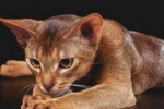 Kot abisyński to zwierzę, które nie chodzi samodzielnie