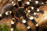 Acanthoscurria geniculata: zawartość pająka, niebezpieczeństwo ugryzienia