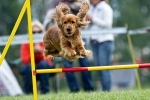 Agility to sport dla aktywnych psów w rosji i za granicą: zasady współzawodnictwa, sprzęt, tory