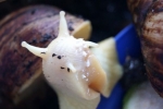 Achatina reticulata: opieka nad ślimakiem czarnogłowym