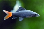 Labeo ryb akwariowych: zawartość, opis, odmiany