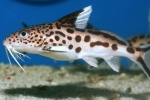 Synodontis sumowa ryba akwariowa