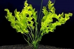 Aponogeton falisty z roślin akwariowych (undulatus)