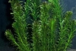 Elodea roślina akwariowa: uprawa, rozmnażanie, zdjęcie