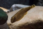 Pielęgnacja akwarium punculatus gastromizone