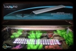 Recenzja oświetlenia akwarium laguna
