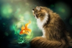 Ryby akwariowe i koty żyją razem?
