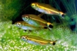 Ryby akwariowe neonowe zielone