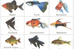 Rybki akwariowe z nazwami i opisami dla początkujących