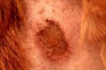 Alergiczne zapalenie skóry u psów