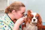 Alergiczne zapalenie ucha środkowego u psów