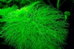 Ambulia (limnophila): gatunki roślin, zawartość w akwarium