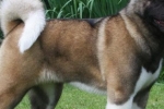 Akita amerykańska: pies z twarzą niedźwiedzia, spojrzeniem mędrca i sylwetką sportowca