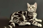 Kot amerykański krótkowłosy