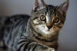 Kot amerykański szorstkowłosy: zwyczaje i cechy hodowlane