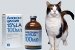 „Amoksycylina” dla kotów: instrukcje użytkowania
