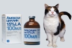 Amoksycylina dla kotów: instrukcje użytkowania, recenzje
