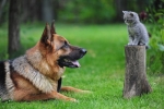 Analiza moczu u kotów i psów: transkrypcja