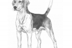 Foxhound angielski - pies gończy o doskonałych cechach