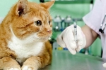 Antybiotyki dla kotów: wszystkie plusy i minusy