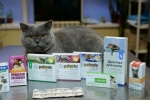 Antybiotyki o szerokim spektrum dla kotów - który wybrać?