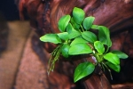 Anubias nana - opis, cechy zawartości w akwarium, niuanse reprodukcji i przeszczepu