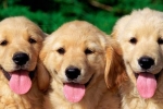 Apteczka dla psów alergicznych: przewodnik dla opiekunów