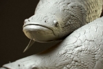 Arapaima gigas: siedliska i zwyczaje gigantycznych ryb piraruku
