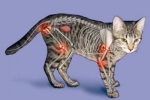 Artretyzm u kotów