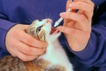 Glisty u kotów: objawy i leczenie