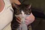 Astma u kota: objawy i leczenie choroby