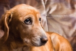 Ataksja u psów: objawy i leczenie