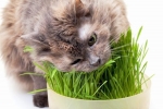 Niedobór witamin u kotów: objawy i leczenie