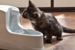 Automatyczne picie dla kotów: wybór najlepszego