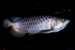 Arowana azjatycka (scleropages formosus)