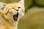 Kot piaskowy (felis margarita)