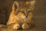 Kot piaskowy: opis gatunku