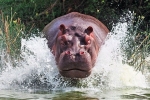 Hipopotam lub hipopotam