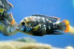 Akara turkusowa: przechowywanie w akwarium