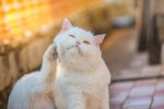 Pchle zapalenie skóry u kotów: objawy i leczenie