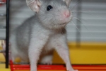 Choroby szczurów ozdobnych - przyczyny, objawy i leczenie