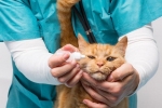 Choroby oczu u kotów: przegląd